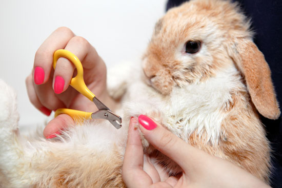 Technician trimming rabbits nails
