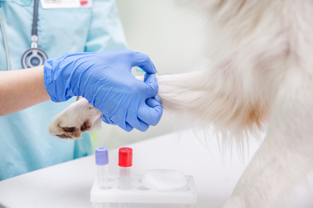 Pet Diagnostics and Blood Work