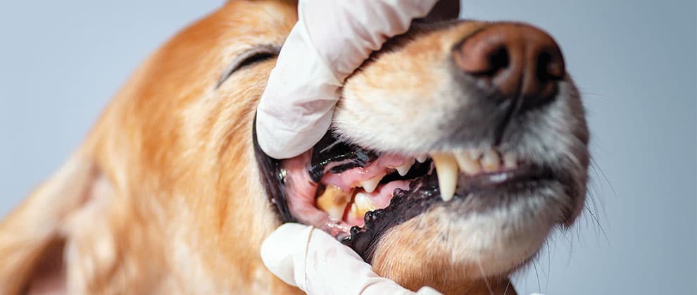 pet dental disease