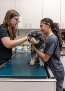 Veterinarian examining a dog at Aliso Beach Animal Clinic in Laguna Beach