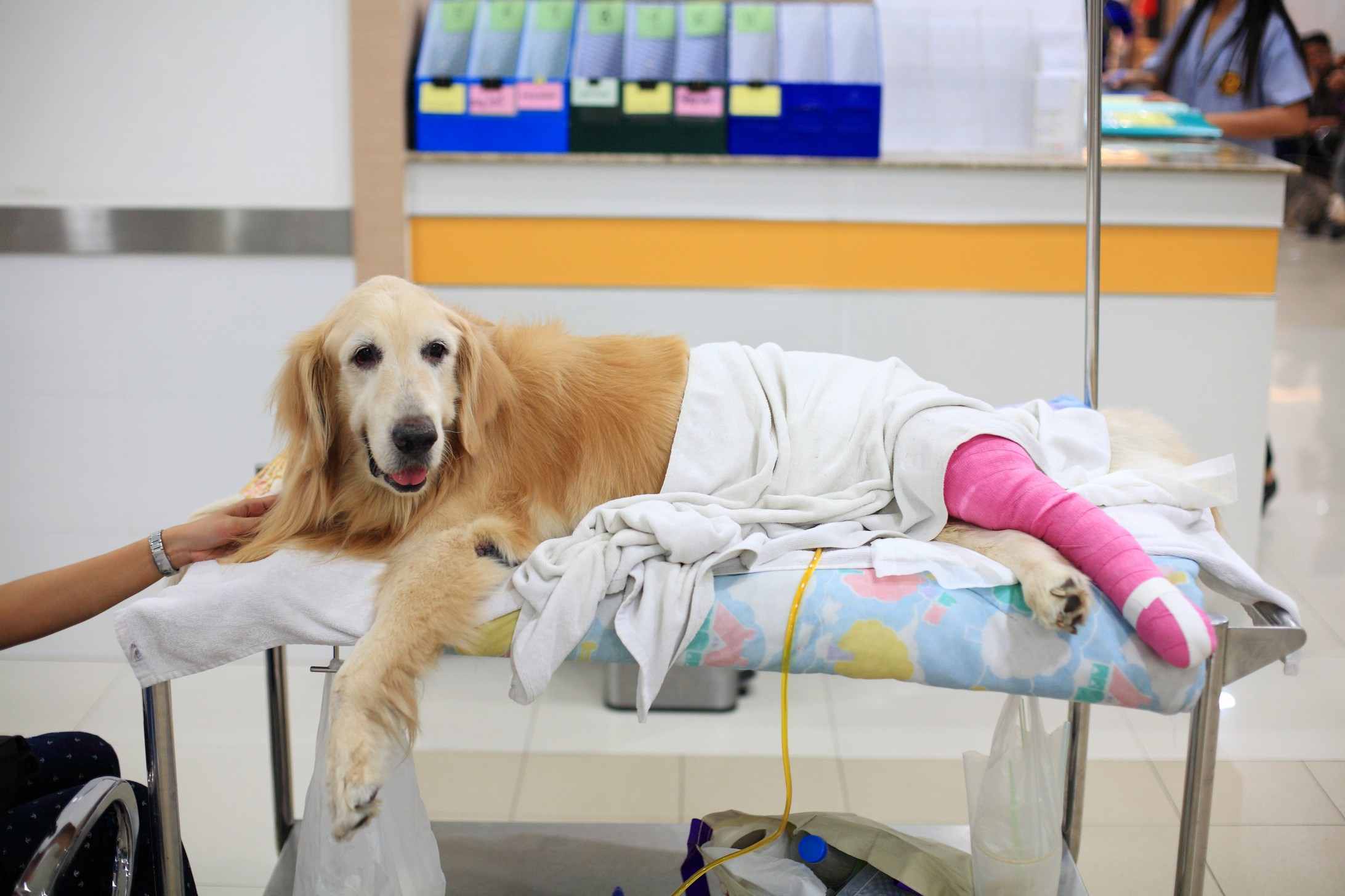 Dog receiving veterinary monitoring and urgent care at Aliso Beach Animal Clinic in Laguna Beach