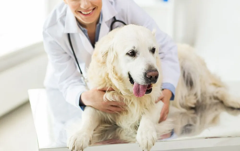 vet treating a labrador
