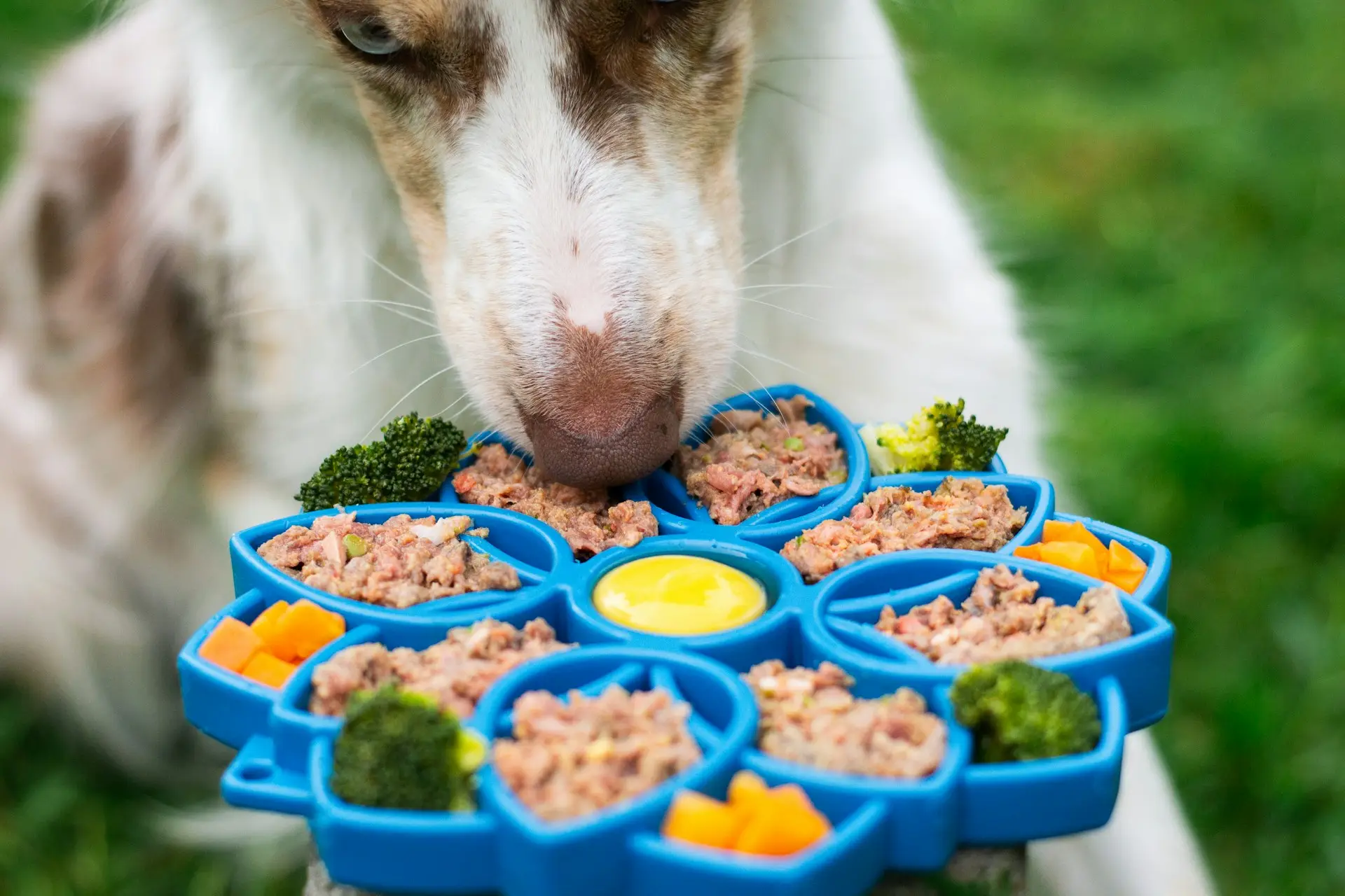 pet dog eating a raw food diet