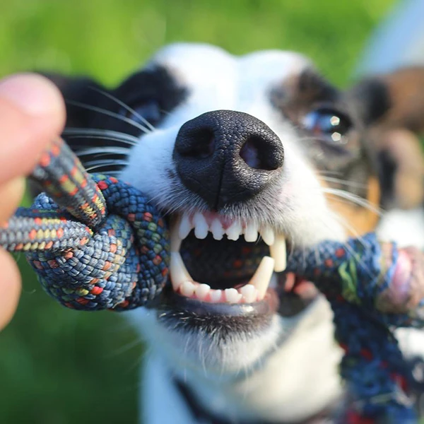 pet dental