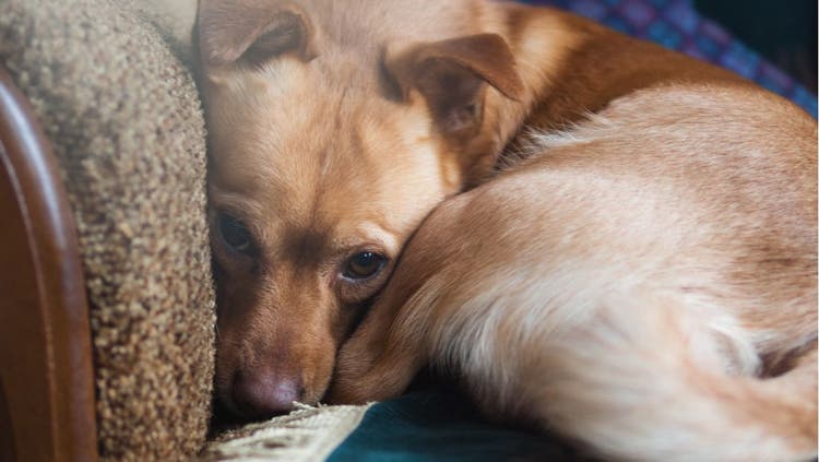 anxious dog