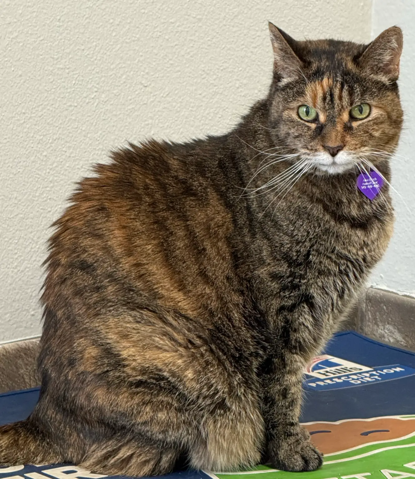 Gypsy the cat, honorary Aliso Beach Animal Clinic team member