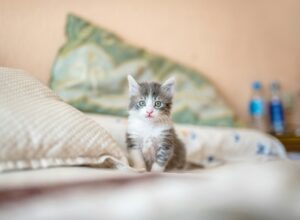 kitten on bed