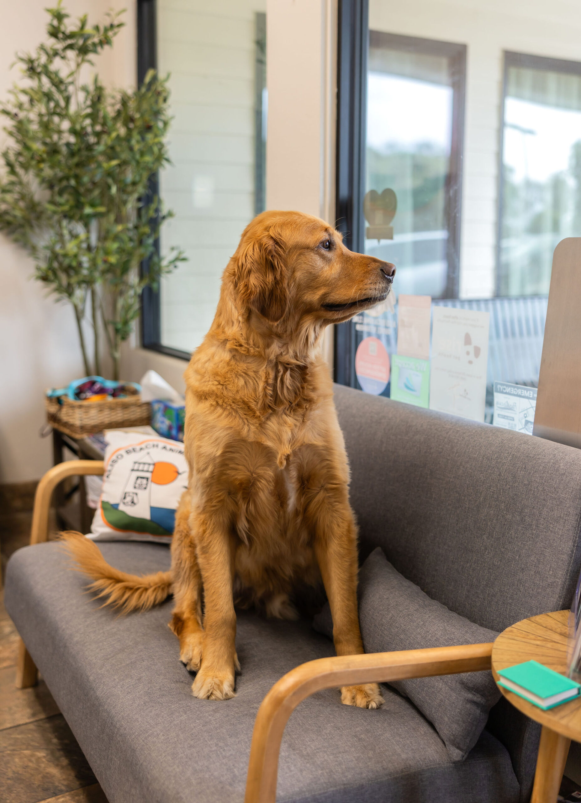 Dog sitting in the lobby at Aliso Beach Animal Clinic in Laguna Beach