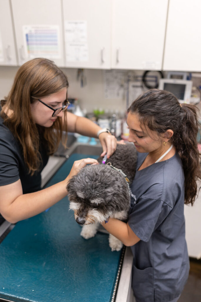 Veterinary team examining a small dog during a same-day urgent care visit at Aliso Beach Animal Clinic in Laguna Beach