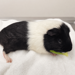 Guinea pig nutrition and veterinary care guide