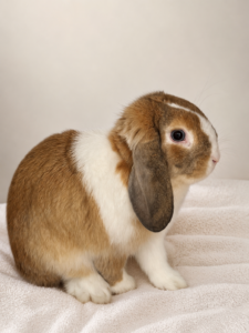 Pet rabbit receiving veterinary care in Laguna Beach