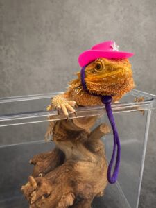 Bearded dragon care and husbandry guide