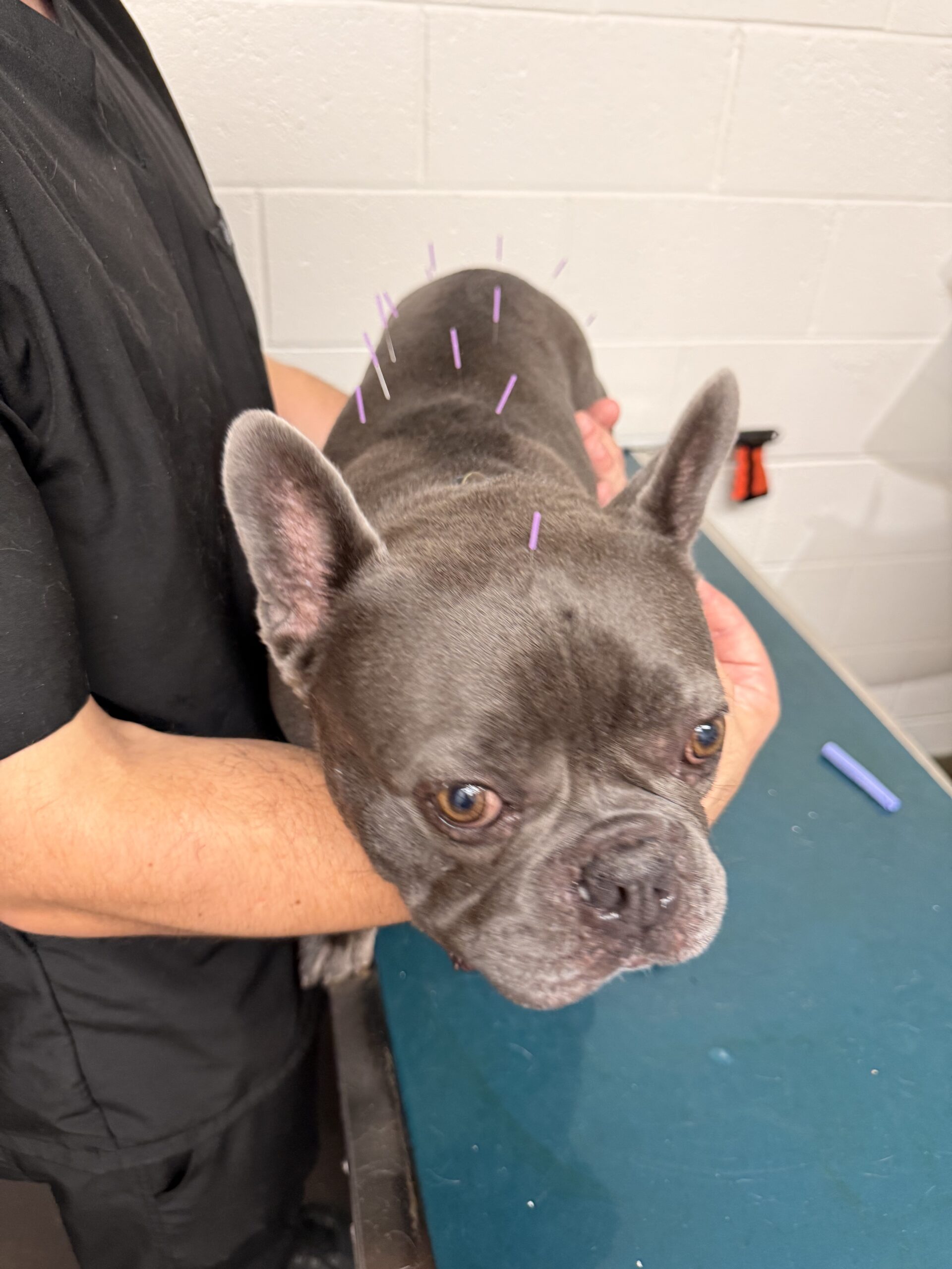 Dog receiving veterinary acupuncture treatment at Aliso Beach Animal Clinic in Laguna Beach