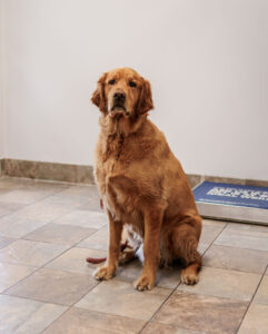 Golden retriever sitting in a veterinary exam room during an evaluation for itching and skin allergies at Aliso Beach Animal Clinic.