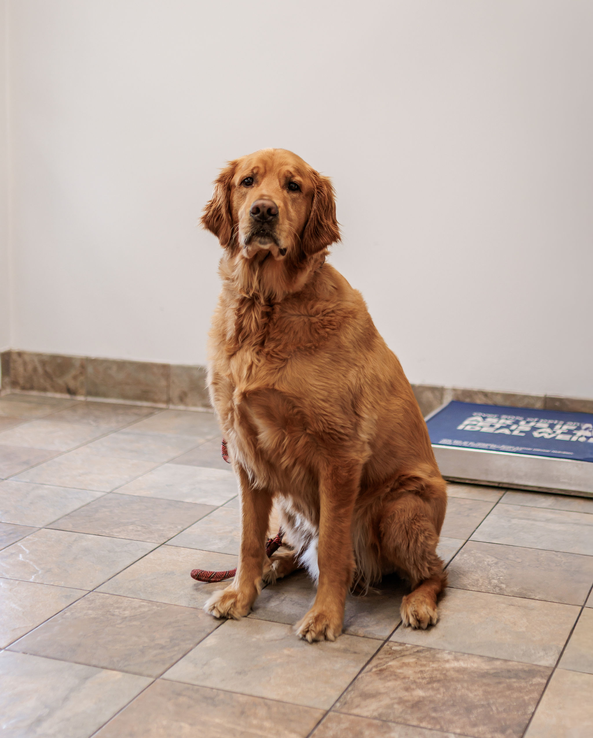 Golden retriever sitting in a veterinary exam room during an evaluation for itching and skin allergies at Aliso Beach Animal Clinic.