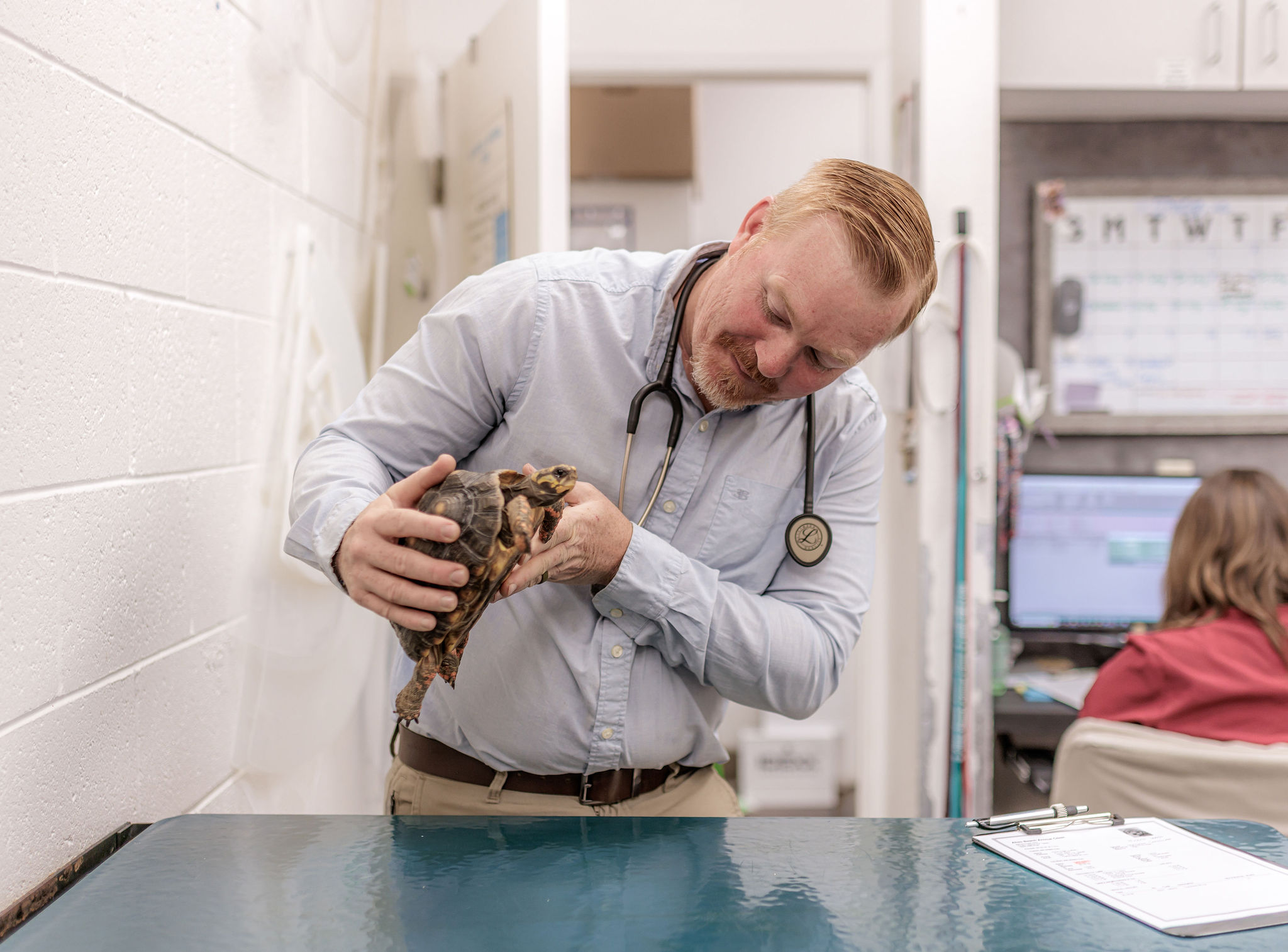Veterinarian examining a tortoise during an exotic pet appointment at Aliso Beach Animal Clinic in Laguna Beach.