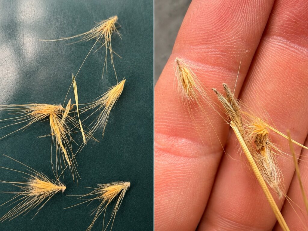 Foxtails that can lodge in dogs’ paws, ears, nose, eyes, and skin in Laguna Beach