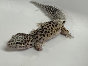 Leopard gecko patient receiving veterinary care at Aliso Beach Animal Clinic in Laguna Beach