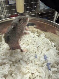 Paul the hamster sitting in bedding at Aliso Beach Animal Clinic