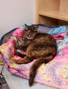 Tortoiseshell cat resting at Aliso Beach Animal Clinic in Laguna Beach