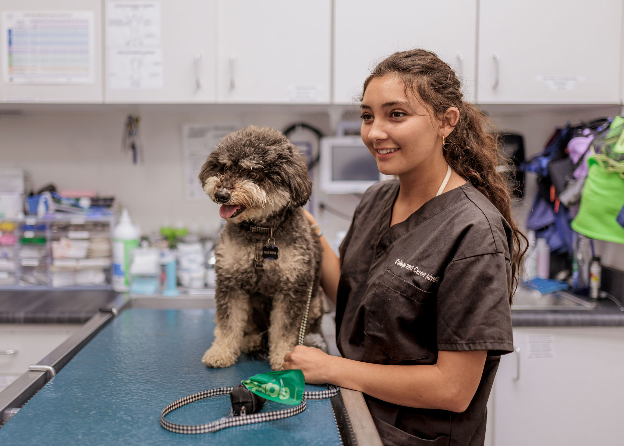 Aliso Beach Animal Clinic veterinary team examining a dog in Laguna Beach as part of comprehensive veterinary care