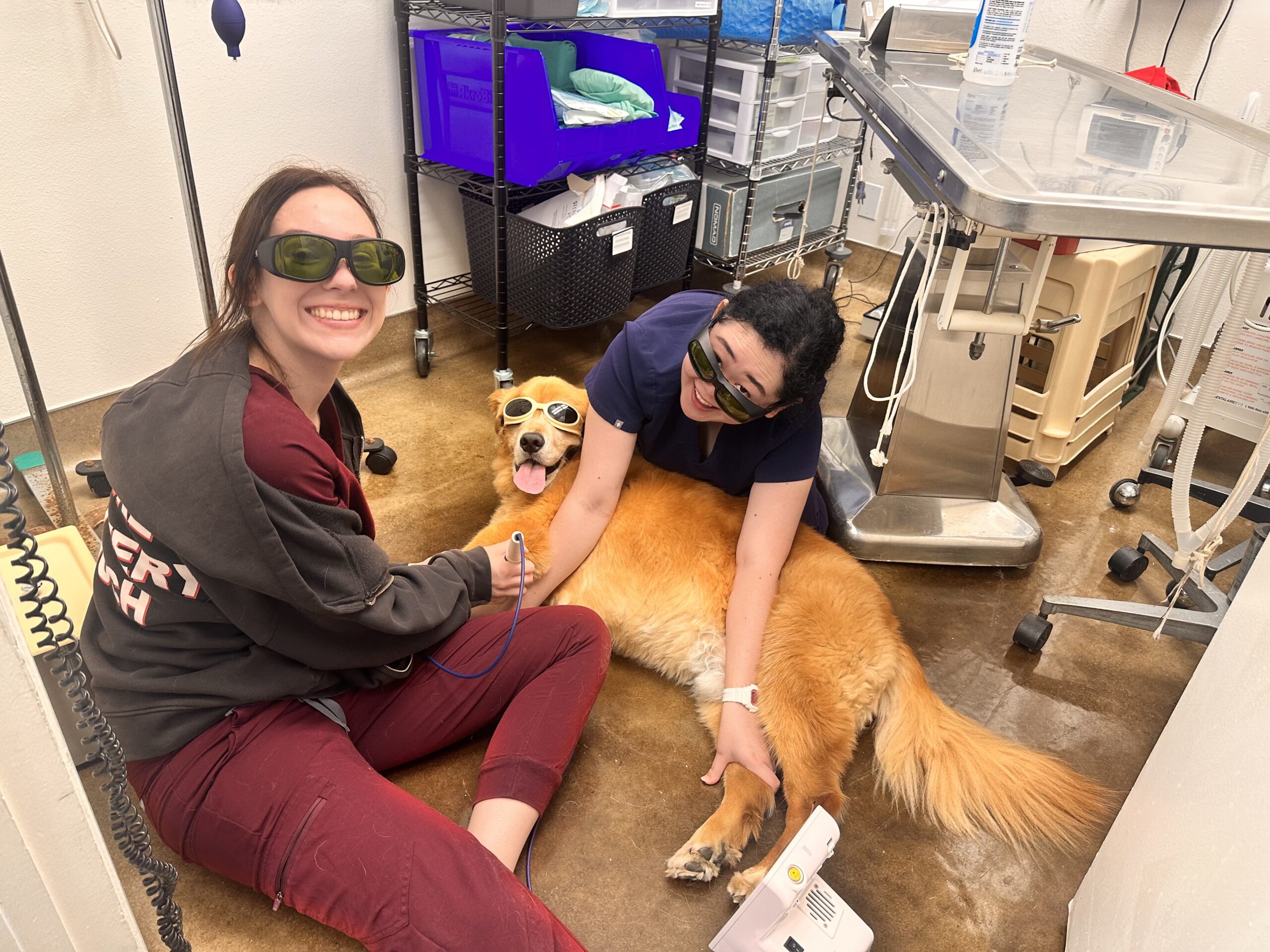 Golden retriever and veterinary team wearing protective eyewear during therapeutic laser treatment at Aliso Beach Animal Clinic in Laguna Beach