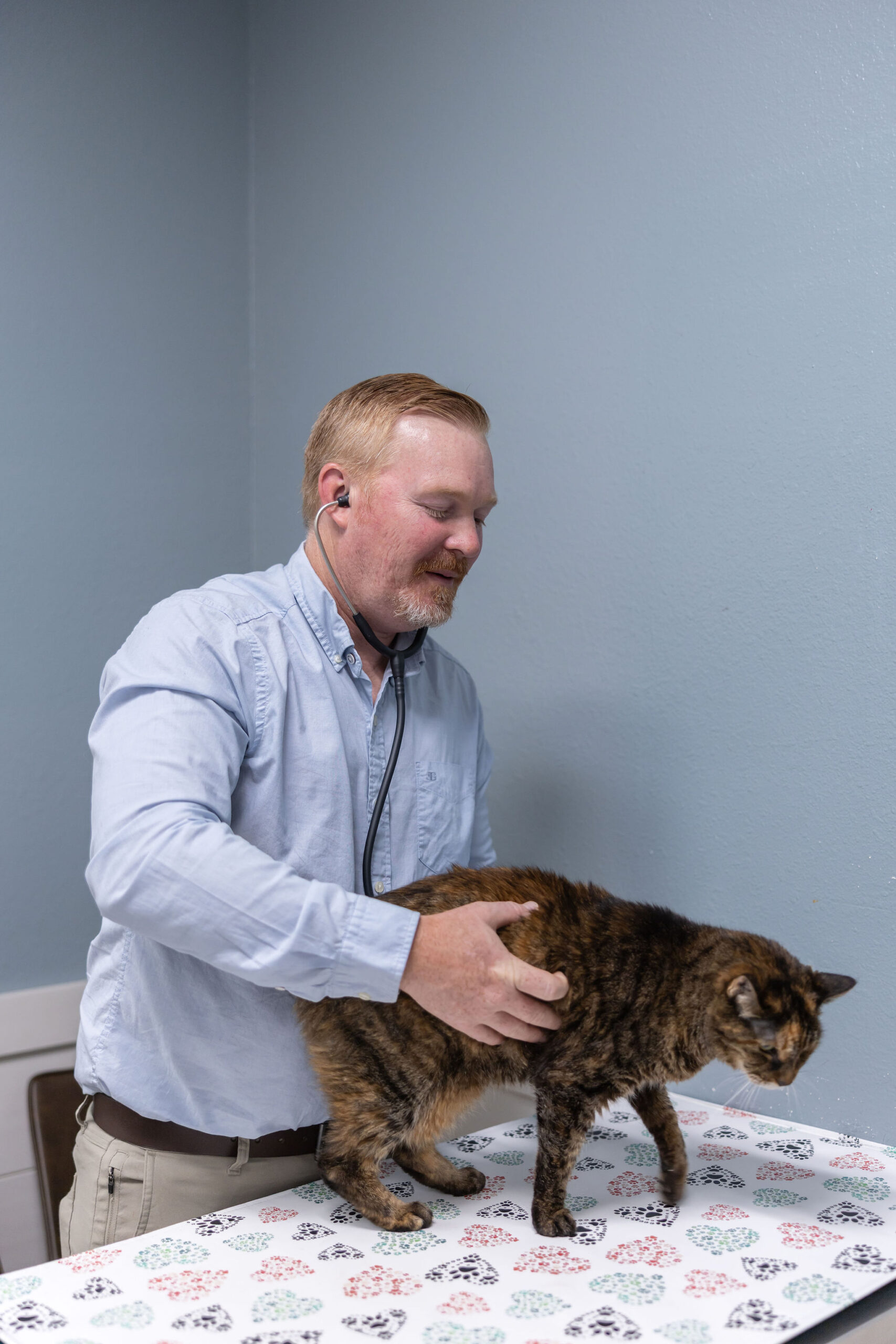 Dr. Bryan Hayter DVM examining a cat at Aliso Beach Animal Clinic in Laguna Beach California