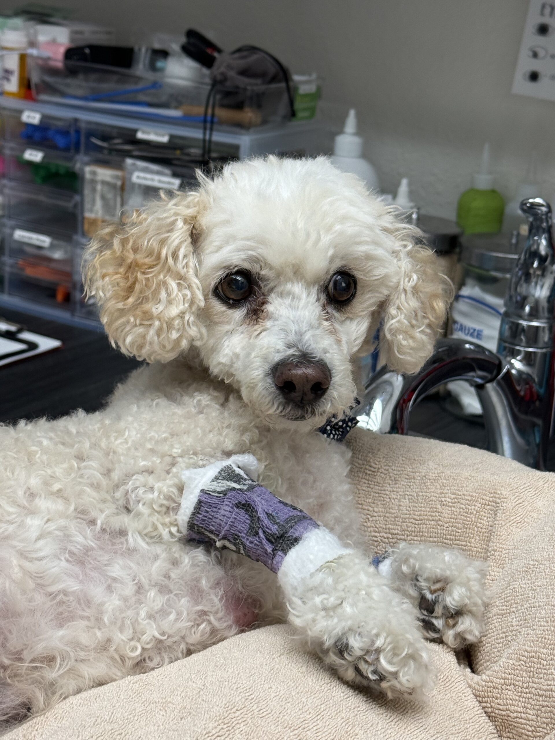 Senior poodle with a bandaged leg during dog knee surgery recovery and orthopedic care at Aliso Beach Animal Clinic in Laguna Beach