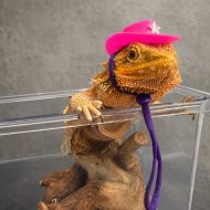 Bearded dragon care and husbandry guide